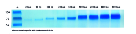 35081 Coomassie Stain.jpg